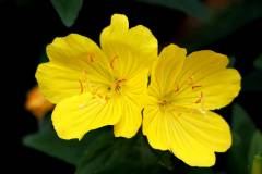 Evening primrose oil