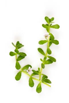 BACOPA